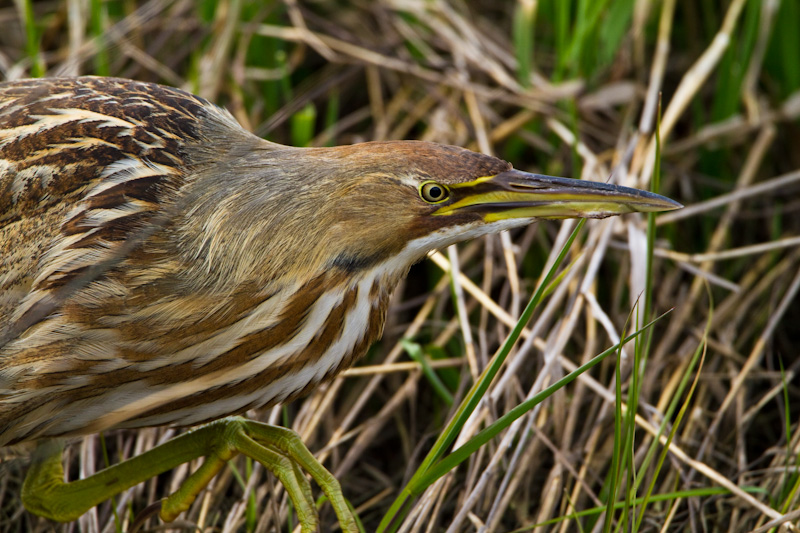 American Bittern